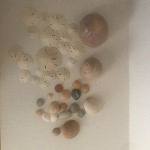 Seashells, Conch Shells, Sand Dollars Sold as Lot